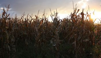 Ajuste al alza para la cosecha de maíz en Argentina