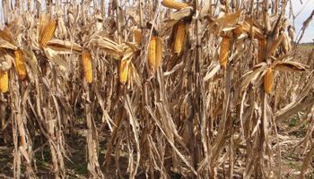 Una herramienta que protege al maíz contra la sequía