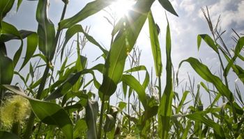 Soja y maíz, los productos más negociados