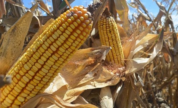 Fue la mejora del precio interno del grano, que ronda el 90% de aumento en términos nominales, el factor determinante en la rentabilidad del cultivo.