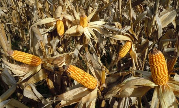 ¿Cuál fue el ingreso bruto del maíz en Santa Fe?