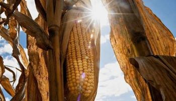 El sol sale bien fuerte para la vuelta del maíz al lote