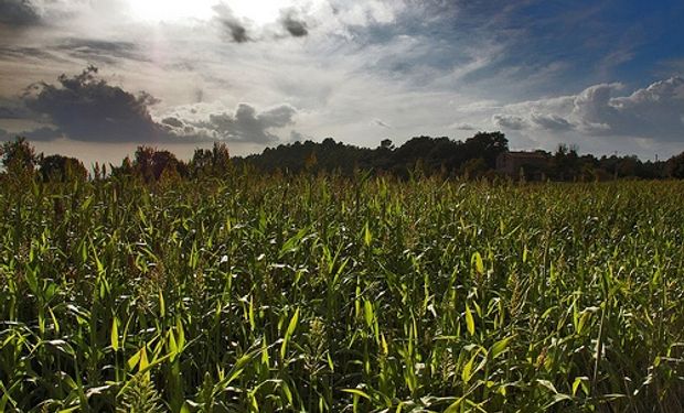 Brasil recomienda a productores reducir el área con maíz