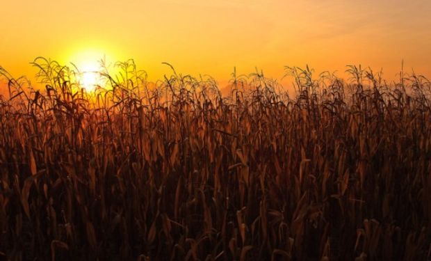 En el último día del Farm Journal Midwest Crop Tour el mercado espera expectante los resultados nacionales que se darán a conocer en breve.
