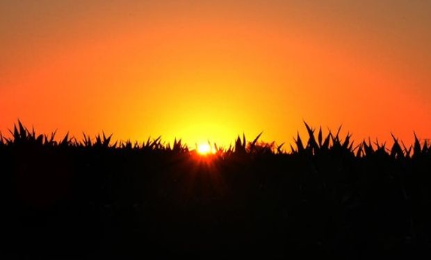 El pronóstico ahora le juega en contra a los commodities agrícolas.