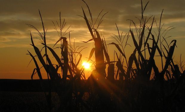 MAÍZ. El USDA reportó el día de ayer que la siembra ya cubre el 34% del área.