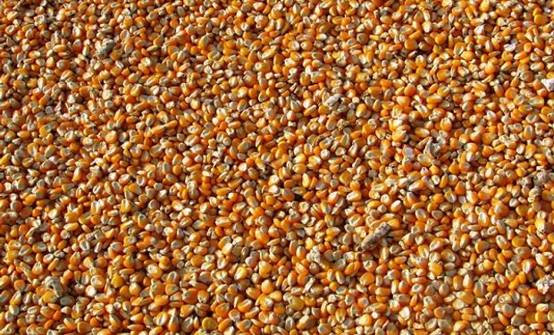Los factores que definen la tendencia de la soja, el trigo y el maíz