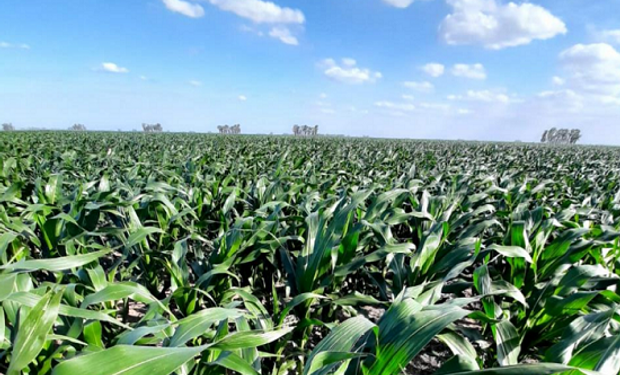 El caso de General Roca: destacan el rol del maíz en los planteos agrícolas
