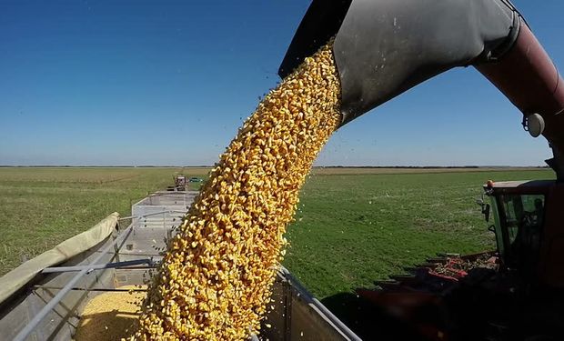 El potencial de la transformación del maíz.