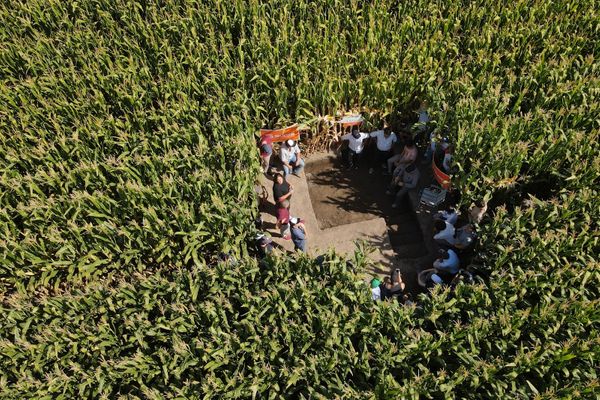 maiz en el alto valle