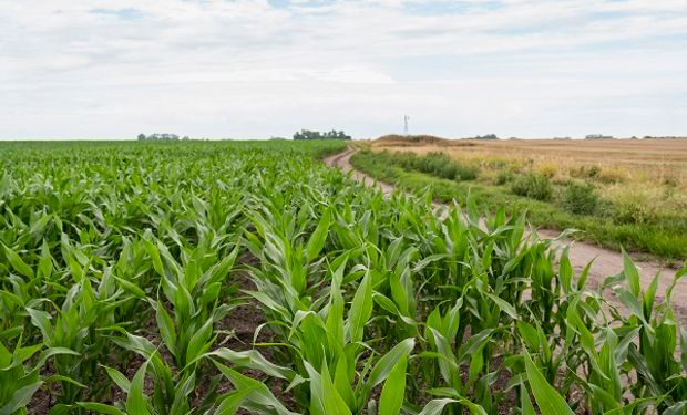 "Cultivos resilientes": buscan medir el aporte de los bioestimulantes sobre maíces con estrés hídrico y calórico