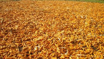México, rumbo a ser el mayor importador de maíz estadounidense