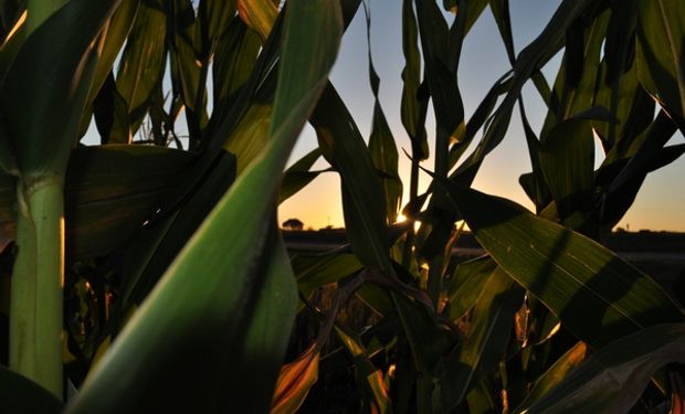 Hedge funds agrícolas pasaron a estar “vendidos”.