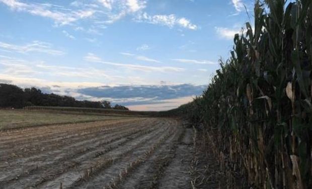 Cómo hacen maíz en el corazón del corn belt.