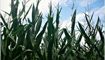 EE.UU.: maíz luce la mejor condición de su historia