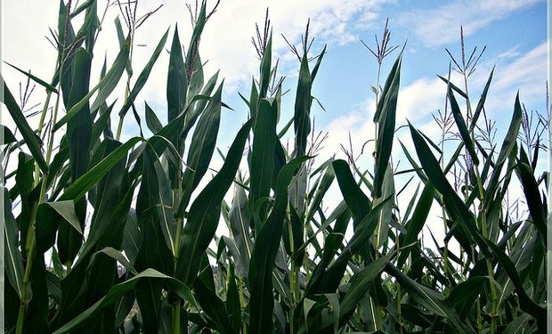 EE.UU.: maíz luce la mejor condición de su historia