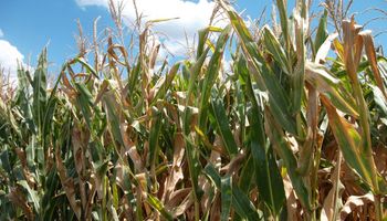 Temen que El Niño complique la cosecha de maíz y de soja