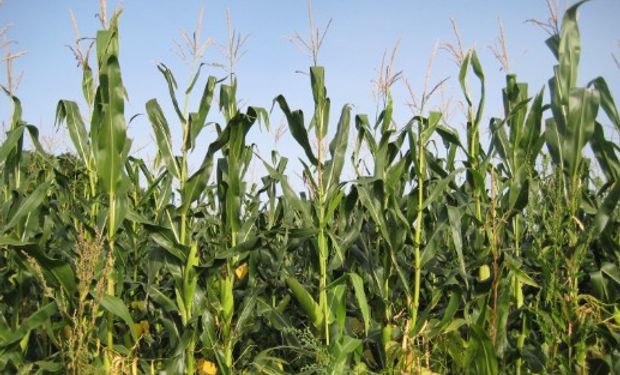 El maíz se agranda en área y tecnología.