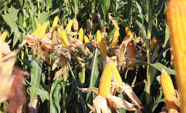 ¿Cómo viene el maíz en el sur de Santa Fe? Lo analizan productores junto a semilleros y técnicos del INTA