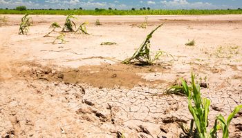 Contra todo: la experiencia inédita sobre 500.000 hectáreas de soja y maíz que marcaría un antes y un después en el campo