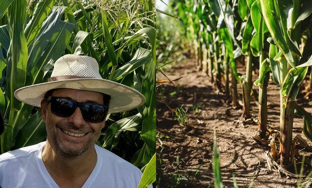 Sembró maíz en suelos arcillosos y logró 9.500 kilos por hectárea, superando al híbrido histórico en la zona: cómo lo logró