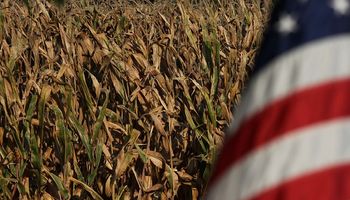 Oferta y demanda: los datos destacados del USDA para soja, trigo y maíz