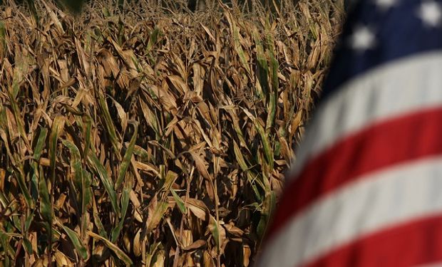 Oferta y demanda: los datos destacados del USDA para soja, trigo y maíz