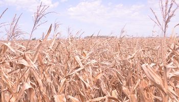 Entre Ríos cosechó los primeros lotes de maíz con un rendimiento de 65 quintales por hectárea