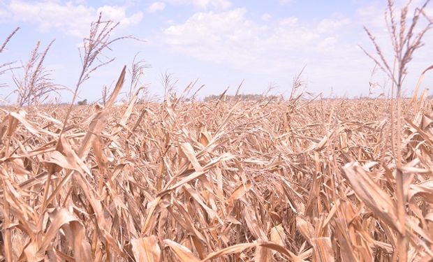 Entre Ríos cosechó los primeros lotes de maíz con un rendimiento de 65 quintales por hectárea