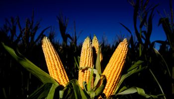 Crecen las ventas de maíz al sector exportador