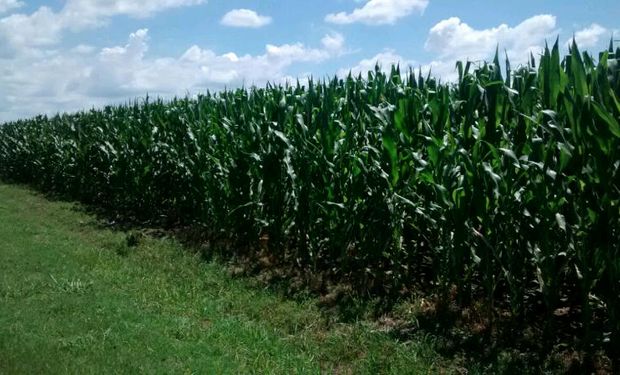 Se implantaron unas 70 hectáreas de maíz tardío en el mes de diciembre, con un stand emergido de 75 mil plantas por hectárea.