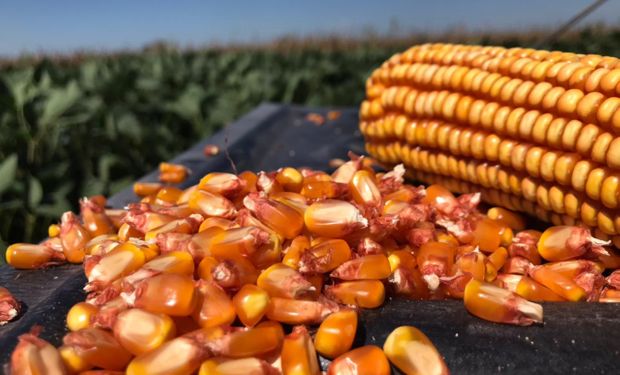 Maíz, fertilización y densidad: la fórmula de manejo ganadora que demostraron tres agrónomos