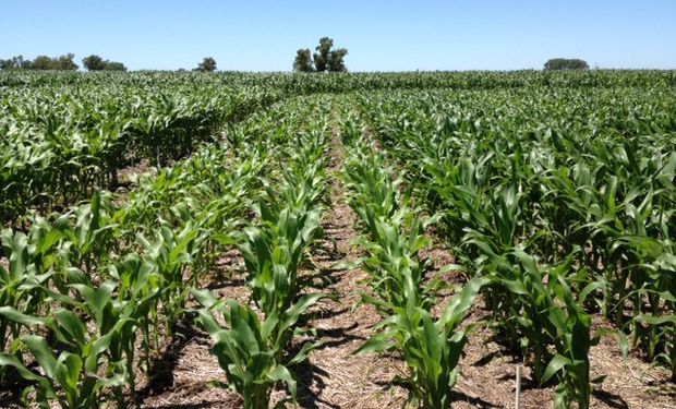 Maíz, soja y trigo: así reaccionarían los rindes a una ley de promoción en el uso de fertilizantes
