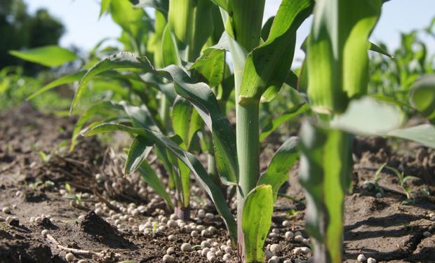 Maíz de alto rendimiento: ensayos revelan un importante repago al aumentar la dosis de fertilizantes