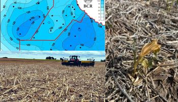 Hay lotes de maíz afectados por el frío y la siembra sigue trabada: “Si bien todas las siembras son críticas, la de soja es particularmente sensible"