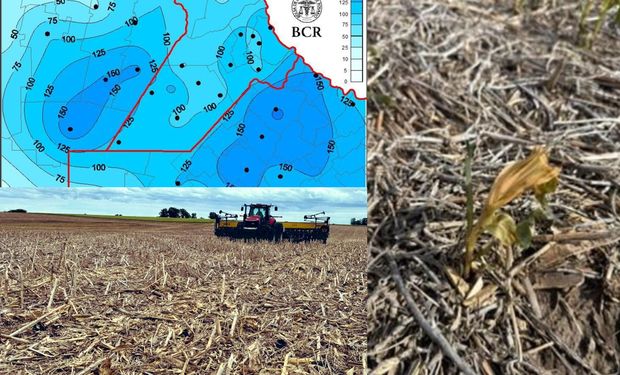 Hay lotes de maíz afectados por el frío y la siembra sigue trabada: “Si bien todas las siembras son críticas, la de soja es particularmente sensible"