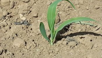 Comenzó lentamente la siembra de maíz, finalizó la de trigo