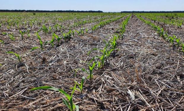 La soja y el maíz de segunda presentan una buena germinación y emergencia en Santa Fe