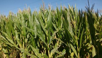 El maíz comenzó a llenar los granos y siente la falta de agua: qué señala el clima a corto y largo plazo