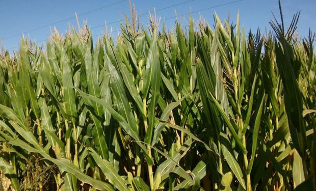 El maíz comenzó a llenar los granos y siente la falta de agua: qué señala el clima a corto y largo plazo