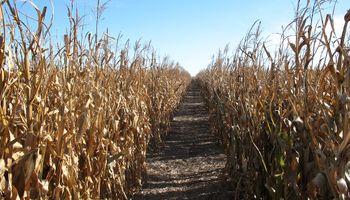 Con una estimación de 50 millones de toneladas, el maíz recupera protagonismo tras una siembra récord