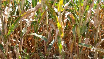 Las ventas de maíz al sector exportador aumentaron 12,4%