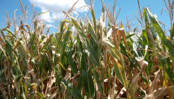 Primeros datos del USDA arrojan incrementos en maíz