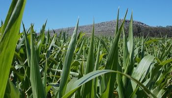 Informe para maíz: para mantener la guardia alta frente a las malezas, manejo integrado, planificación y conocimiento