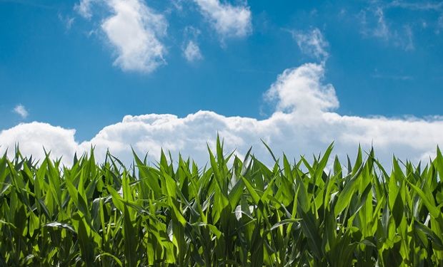 Maíz tardío: estrategias productivas para el manejo de plagas y el control de enfermedades