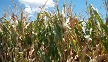 No pasaba hace 20 años: el maíz sería más rentable que la soja