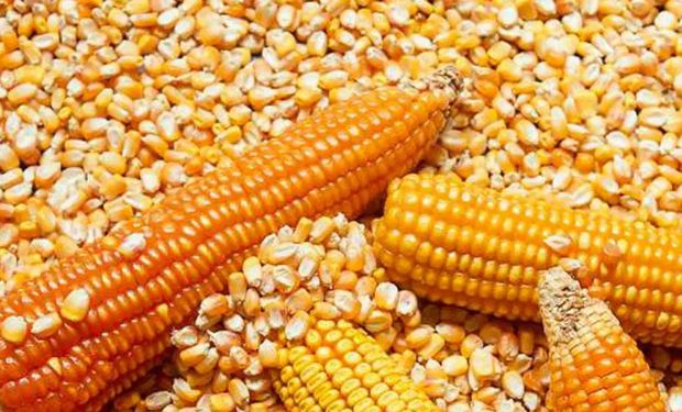 El maíz se llevó la atención en Rosario, con importantes subas en el mercado disponible