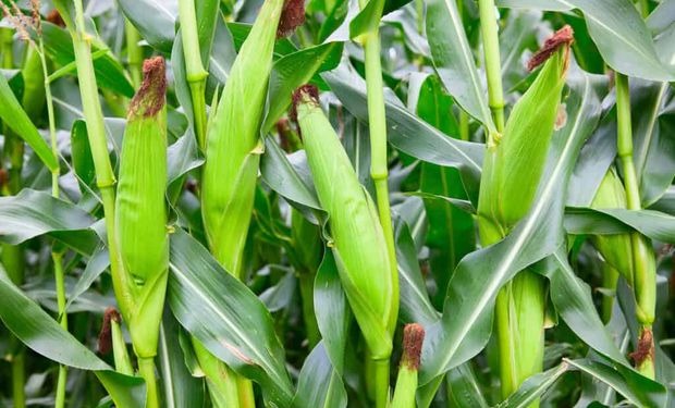 Los precios de maíz y soja de la nueva campaña tocaron máximos esta semana