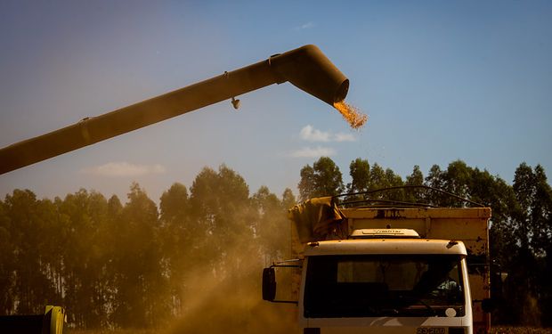 Tensión en el mercado de granos: por qué caen soja, trigo y maíz