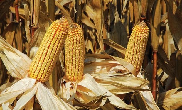 Riesgo bajista: mejora el clima para la soja, el trigo y el maíz en Estados Unidos 